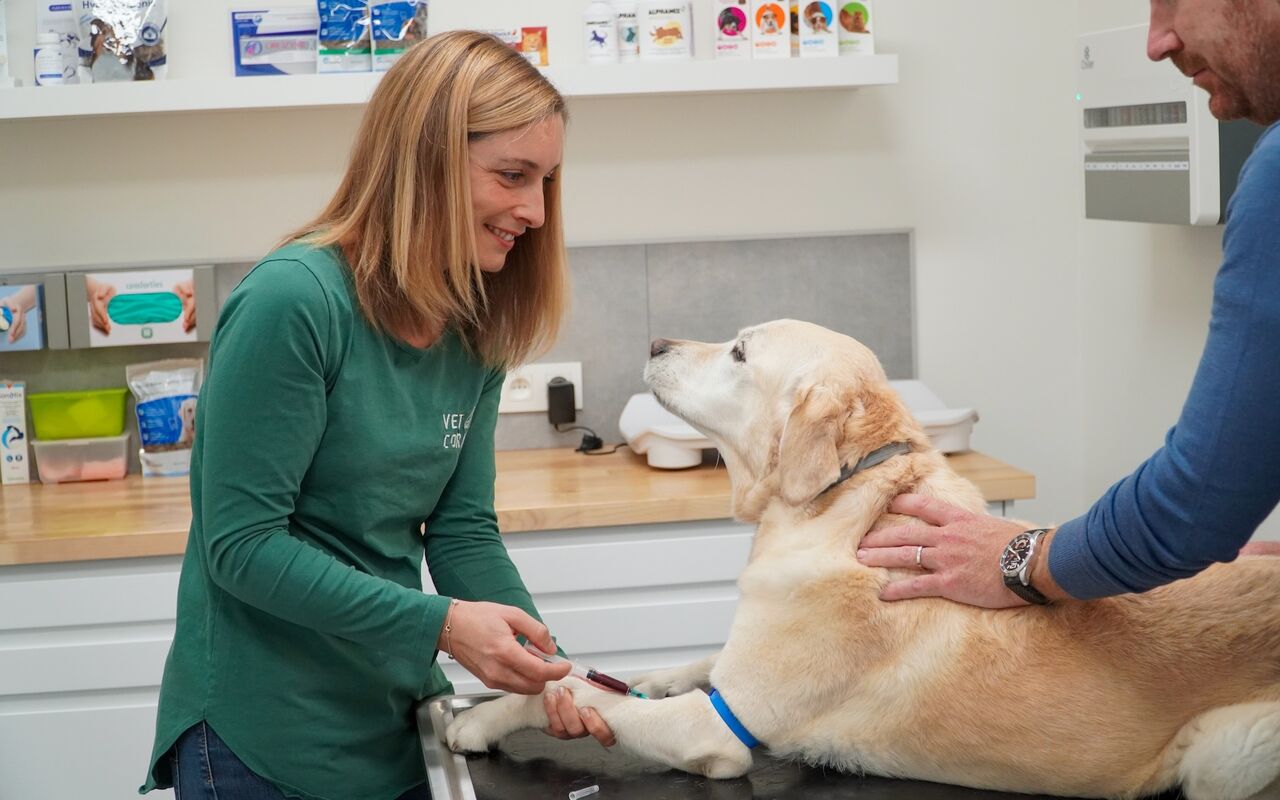 Bloedafname bij een labrador voor een bloedonderzoek
