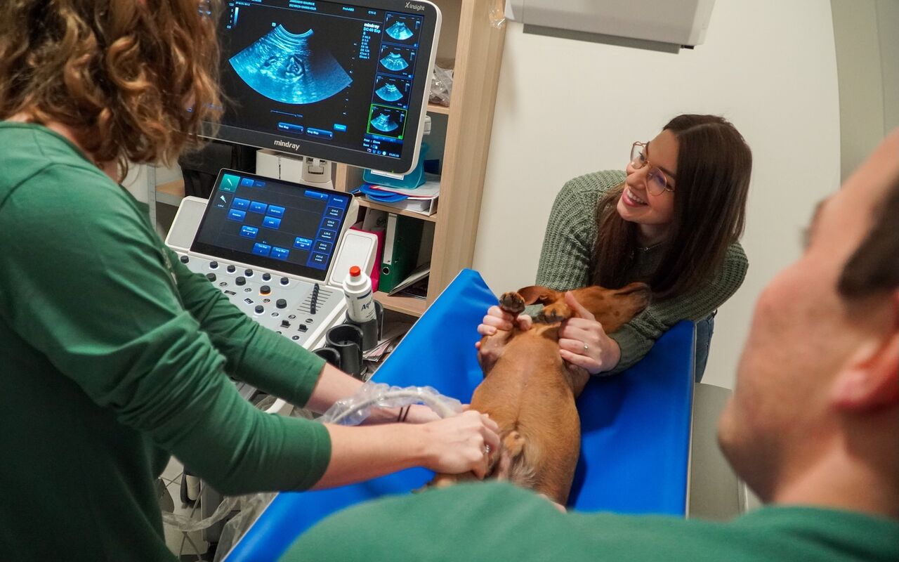 Echografie bij een hond in de praktijk VETCORNER