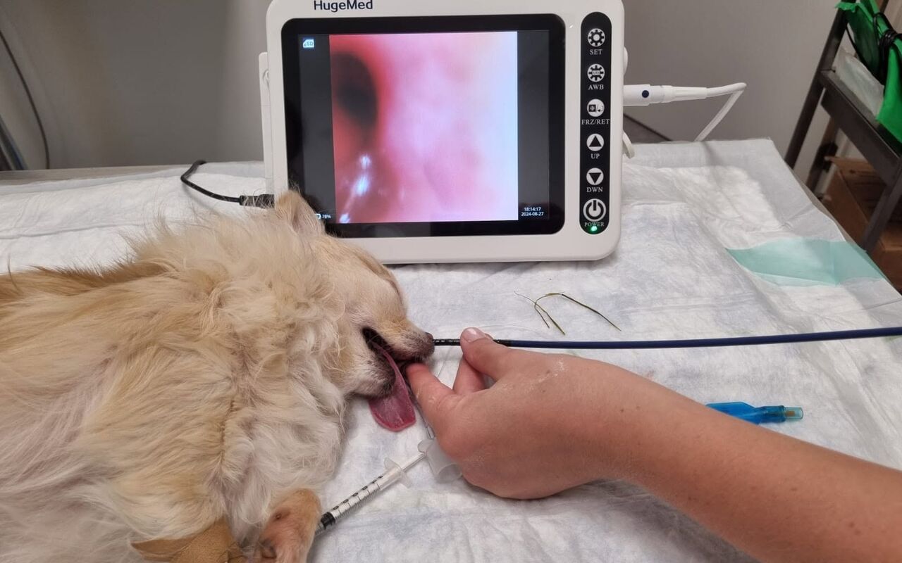 Endoscopie bij een verdoofde hond, met het beeld op het scherm