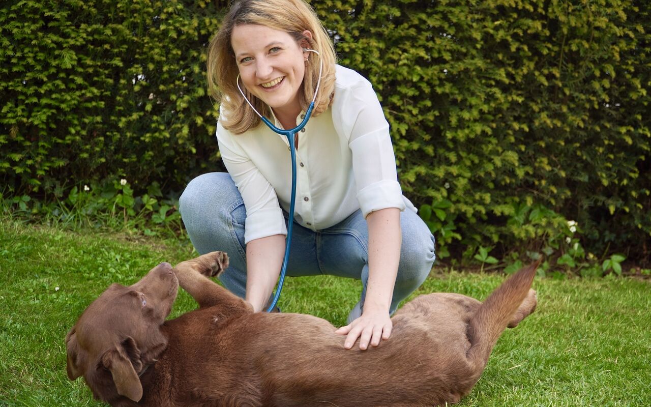 Dierenarts onderzoekt een labrador op het gras